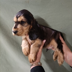 Adoption chiot Cocker Anglais Spaniel au prix de 1500 €