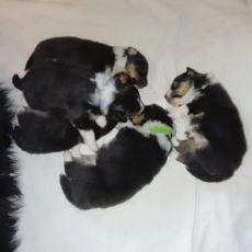 Adoption chiot Colley Shetland au prix de 900 €