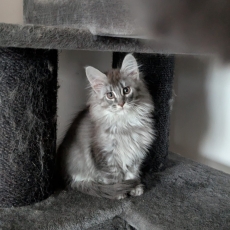 Chaton Maine Coon à adopter au prix de 1800 €