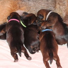 Adoption chiot Border Terrier au prix de 1500 €