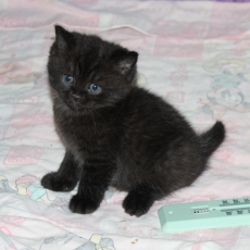 Acheter British Shorthair bébé pour 1200 €