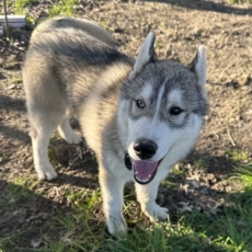 Chiot Husky Sibérien à adopter au prix de 550 €