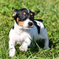 Chiot Teckel nain à poil ras à adopter au prix de 2500 €