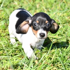 Chiot Teckel nain à poil ras à adopter au prix de 2500 €