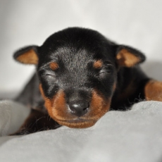 Acheter Pinscher Nain bébé pour 1500 €