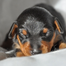 Chiot Pinscher Nain à adopter au prix de 1500 €