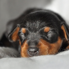 Chiot Pinscher Nain à vendre au prix de 1800 € vacciné et identifié.