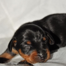 Acheter Pinscher Nain bébé pour 1800 €