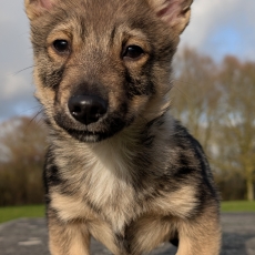 Ce petite mâle Spitz des Visigoths proposé à l'achat est né le 28/11/2025.