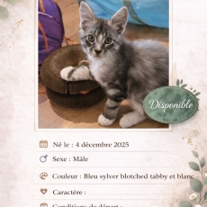 Chaton Maine Coon à vendre au prix de 1200 € vacciné et identifié.