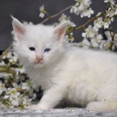 Adoption chaton Maine Coon au prix de 1600 €