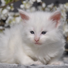 Chaton Maine Coon à adopter au prix de 1600 €