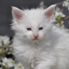 Acheter Maine Coon bébé pour 1600 €