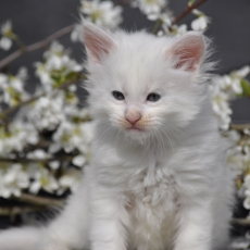 Chaton Maine Coon à adopter au prix de 1600 €