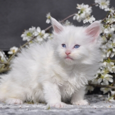 Adoption chaton Maine Coon au prix de 1600 €