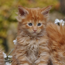 Acheter Maine Coon bébé pour 1600 €