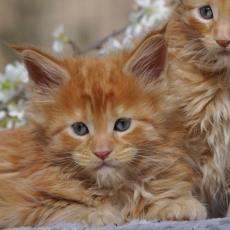 Acheter Maine Coon bébé pour 1600 €