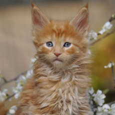 Acheter Maine Coon bébé pour 1600 €