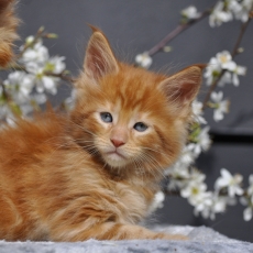 Adoption chaton Maine Coon au prix de 1600 €