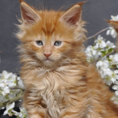 Adoption chaton Maine Coon au prix de 1600 €