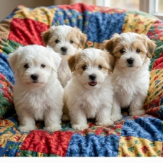 Chiot Coton de Tulear à adopter au prix de 750 €