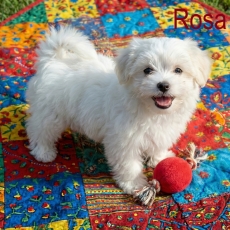 Chiot Coton de Tulear à adopter au prix de 900 €