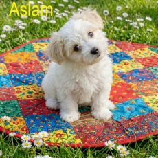 Coton de Tulear chiot vendu 750 €