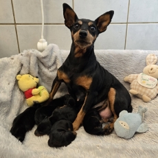 Pinscher Nain chiot vendu 1800 €