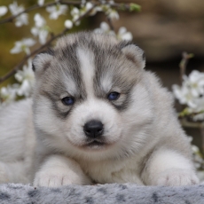 Chiot Husky Sibérien à adopter au prix de 1800 €
