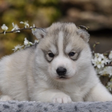Acheter Husky Sibérien bébé pour 1800 €