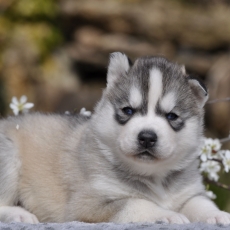 Acheter Husky Sibérien bébé pour 1800 €