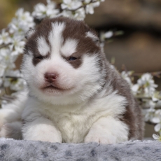Adoption chiot Husky Sibérien au prix de 1800 €