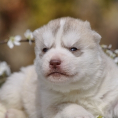 Chiot Husky Sibérien à adopter au prix de 1500 €