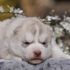 Husky Sibérien chiot vendu 1500 €