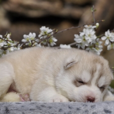 Chiot Husky Sibérien à adopter au prix de 1500 €