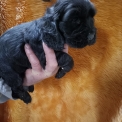 Chiot Cocker Anglais Spaniel sans pedigree � prix 1500 �.