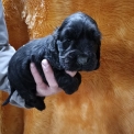 Chiot Cocker Anglais Spaniel sans pedigree  en r�gion Bourgogne-Franche-Comt�.