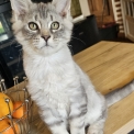 Chaton Maine Coon de race – prix 1200 €.