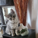 Maine Coon disponible en Isère