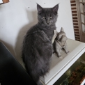 Chaton Maine Coon de race – prix 1200 €.