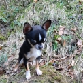 Chien Chihuahua proposé par l’élevage Portée de Tornade.