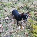 Chihuahua disponible dans le Doubs