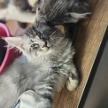 Chaton Maine Coon de race – prix 1200 €.