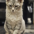 Maine Coon disponible en Isère