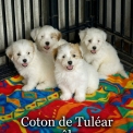 Chiot Coton de Tulear sans pedigree – prix 750 €.