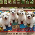 Chien Coton de Tulear proposé par l’élevage Elevage Connelly.