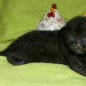 Chaton Chat Savannah de race – prix 1850 €.