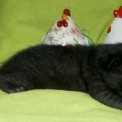 Chaton Chat Savannah de race – prix 1850 €.