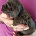 Chiot Cocker Anglais Spaniel sans pedigree en région Bourgogne-Franche-Comté.