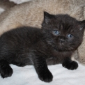 Adoption chaton British Shorthair au prix de 1200 €